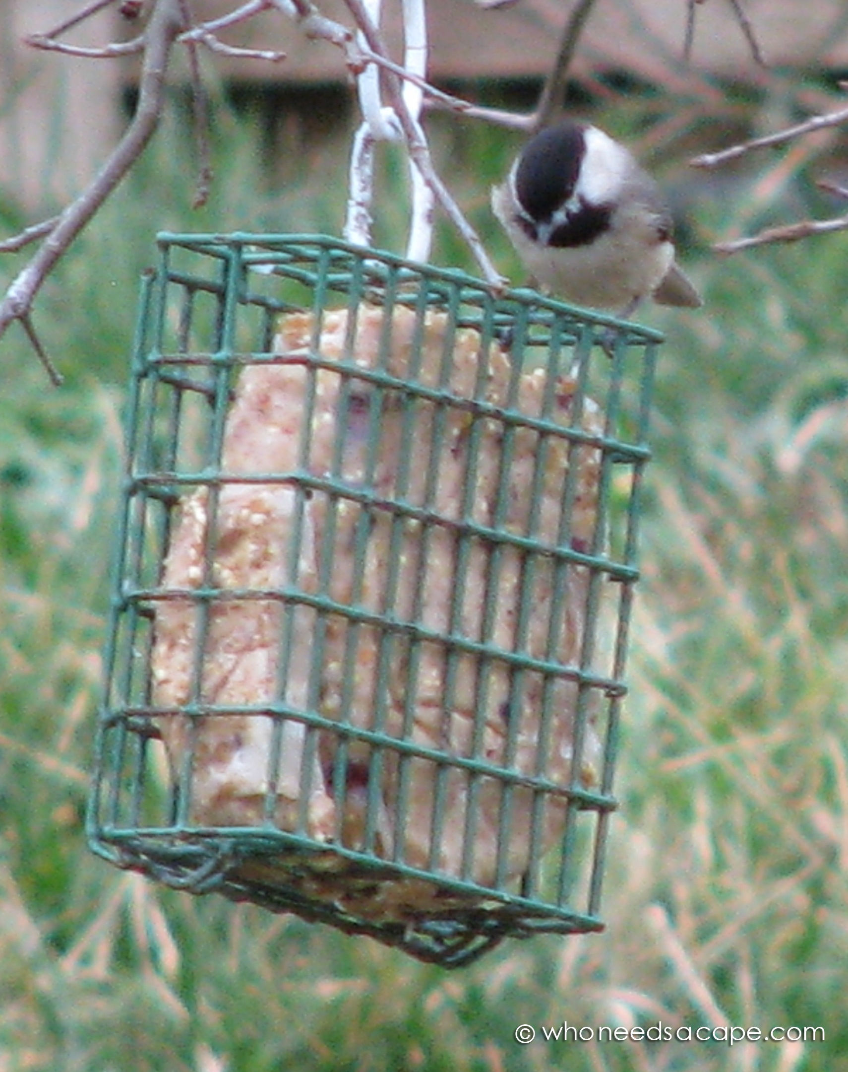 Homemade Wild Bird Suet Who Needs A Cape