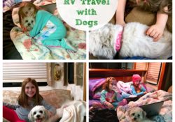 10 Tips for RV Travel with Dogs, easy suggestions for packing and making trips easier for dogs before hitting the road on your next trip.